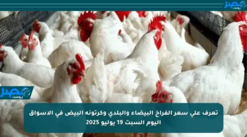 تعرف على سعر الفراخ البيضاء والبلدي وكرتونة البيض في الأسواق اليوم السبت 19 يوليو 2025